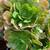 Aeoniums Beautiful Succulents Dark Red Green Black $8 & Up 4 thumbnail