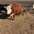 2 Bred Hereford Cows 2 thumbnail