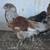 Roosters! 4 thumbnail