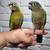 Green Cheek Conures Tame babies 8 thumbnail