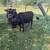 Organic Beef Cattle 6 thumbnail