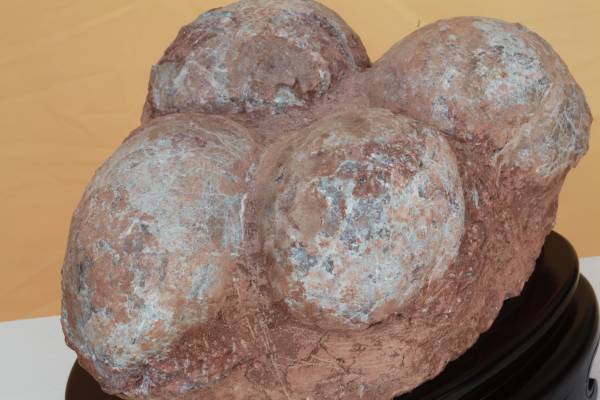 Hadrosaur Dinosaur Nest and 4 Eggs 1