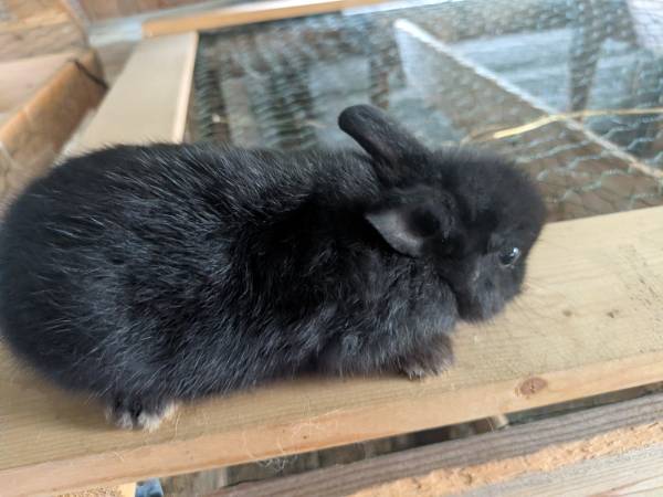 Netherland Dwarf 1
