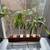 Custom yellow pine plant holder with rooted cuttings 2 thumbnail