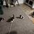 Kittens need good homes 5 thumbnail