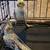 cockatiel 2 thumbnail