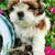 shih tzu puppies 9 thumbnail