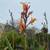 Canna Lily 3 thumbnail