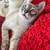 rehoming cats 10 thumbnail