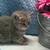 One Kitten Left Available! 60% off!! British Shorthair! 4 thumbnail