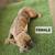 French bulldogs fluffy carrier 14 thumbnail