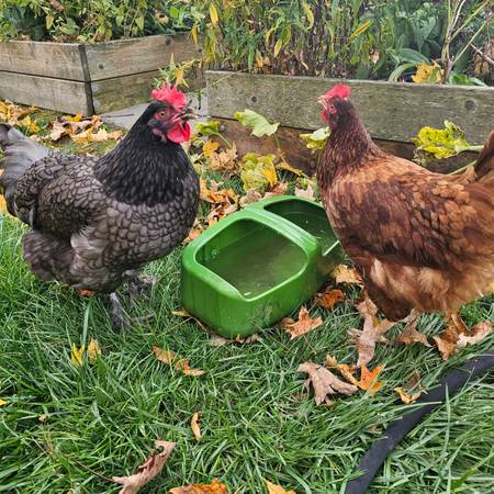 Chickens/Hen/Layers for sale 1