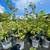 15 Gal Red Sugar Apple Tree (mature has fruit) 6 thumbnail