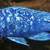 Star Sapphire Tanzania Haplochromis for sale all sizes 1 thumbnail