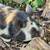 Kune kune pigs 2 thumbnail