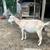 Small starter herd Mini Lamanchas 6 thumbnail