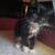 Lost kitten 2 thumbnail