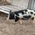 Feeder Piglets (8-10 weeks old), Juveniles & Butcher Ready 8 thumbnail