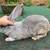 Flemish Giant Rabbits 3 thumbnail