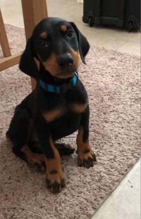 Cachorros Doberman (Houston)63859313351939121