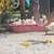 Beautiful Pekin Ducks 6 thumbnail