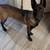 Belgium Malinois 2 thumbnail