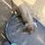 Piglets 4 thumbnail