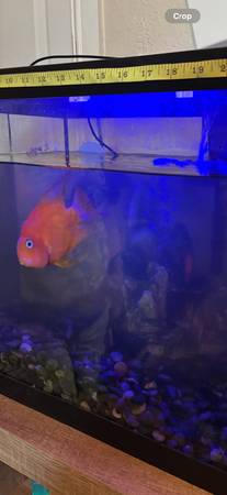 Parrot Cichild fish63873028228995120