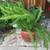 Large healthy asparagus fern plant in a pretty glazed pot 1 thumbnail