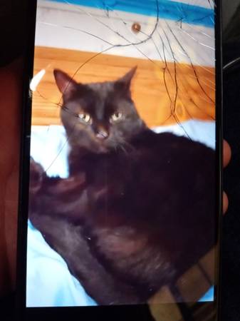 Gato macho negro corto de 3 años desaparecido (Lafayette)64145661745921120
