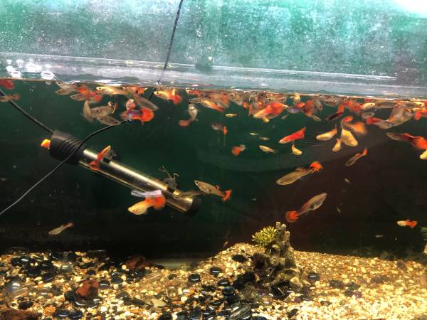 Guppy fish 1