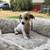 Mix breed 1 thumbnail