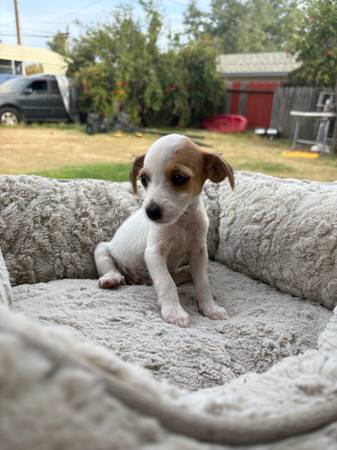 Mix breed 1