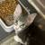 Kitten needs home 4 thumbnail