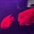 Parrot/ Red Mammon Fish 2 thumbnail