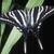 PhD ENTOMOLOGIST Collection: Zebra swallowtail butterfly dry specimen 5 thumbnail
