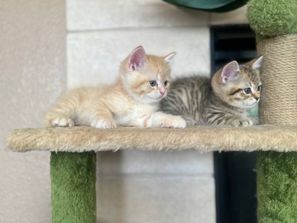 Scottish straight (fremont / union city / newark)64310526009602124