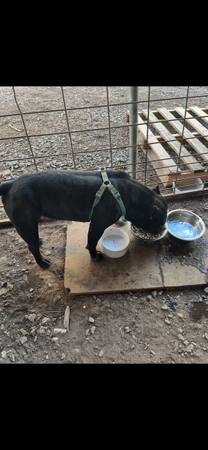 Macho Bully de 2 años (Murfreesboro)64013262776449122