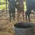 Beef heifers 17 thumbnail