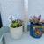 succulent plants in themed ceramic planter / mug 2 thumbnail