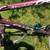 Fuji Absolute 23” sport bike 2 thumbnail