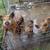Kune kune pigs 6 thumbnail