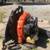 Backpack Blower 3 thumbnail