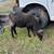 Ewes Sheep 3 thumbnail