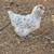 Splash Americauna hens ! Rare breed chicken! Blue eggs 3 months old 3 thumbnail
