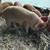 Kune Kune Cross Boar piglets - very friendly! 7 thumbnail