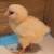 Baby chicks 2 thumbnail