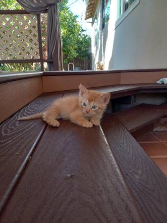 orange tabby kitten (Sacramento CA)63920016943619121