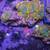 mushroom corals 3 thumbnail