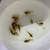 6 Juvenile Gold Laser Corydoras 2 thumbnail
